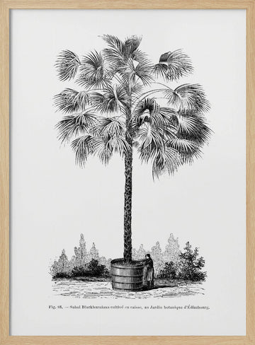 Vintage Palm Tree Drawing X | Poster - Wood Frame Interior