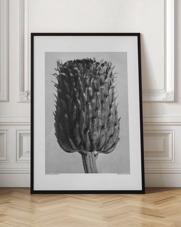 Cirsium Canum (Thistle) | Poster - Room Interior 1