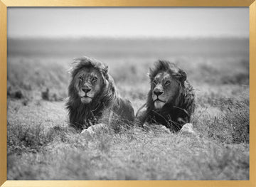 Two Majestic Lions | Poster - Gold Frame Interior