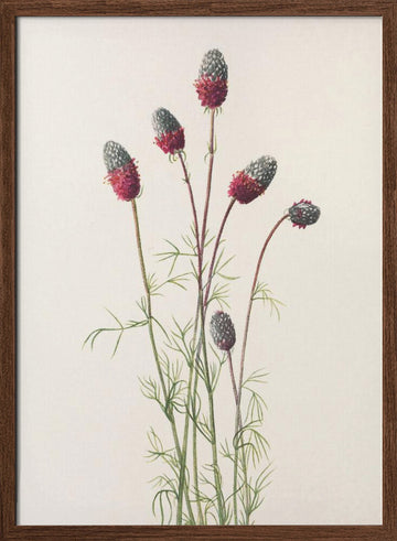 Purple Prairie Clover From North American Wildflowers (1925) By Mary Vaux Walcott | Poster - Walnut Frame Interior