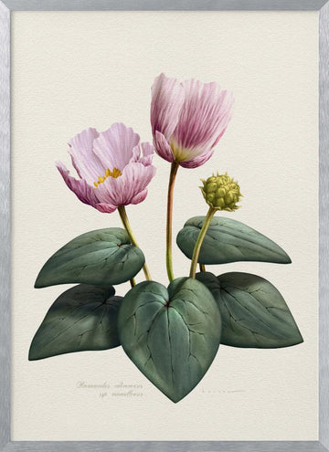 Elegant Pink Botanical Flowers | Poster - Silver Frame Interior