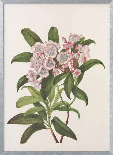 Mountain Laurel From North American Wildflowers (1925) By Mary Vaux Walcott | Poster - Silver Frame Interior
