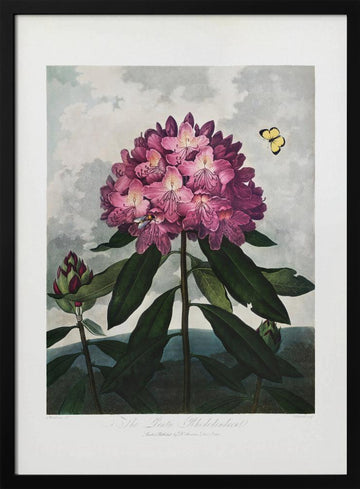 The Pontic Rhododendron from The Temple of Flora (1807) | Poster - Black Metal Frame Interior