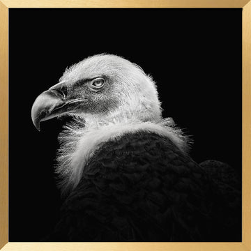 Intense Vulture Gaze | Poster - Gold Frame Interior