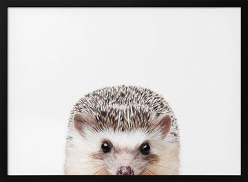 Peeking Hedgehog | Poster - Black Metal Frame Interior