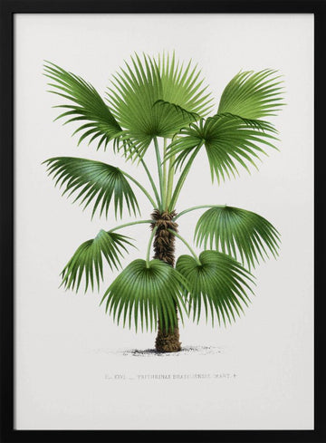 Xxvi Trithrinax B | Poster - Black Metal Frame Interior
