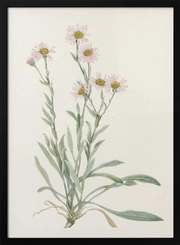 Pink Fleabane From North American Wildflowers (1925) By Mary Vaux Walcott | Poster - Black Metal Frame Interior