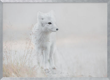 Serene Arctic Fox | Poster - Silver Frame Interior