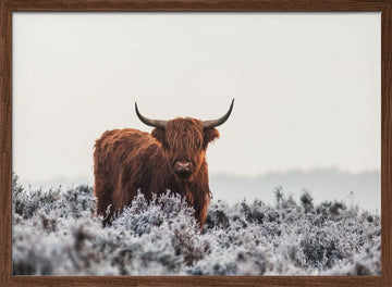 Highland Cow Winter Frost | Poster - Walnut Frame Interior