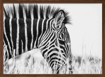 Monochrome Zebra Grace | Poster - Walnut Frame Interior