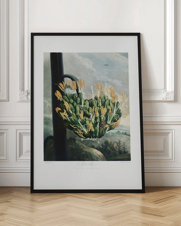 The Aloe from The Temple of Flora (1807) | Poster - Room Interior 1