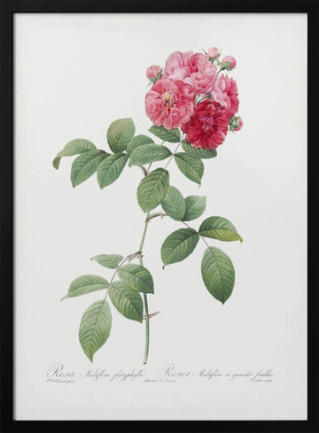 Seven Sisters Roses, Les Roses (1817–1824) | Poster - Black Metal Frame Interior