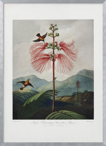 Large–Flowering Sensitive Plant from The Temple of Flora (1807) | Poster - Silver Frame Interior