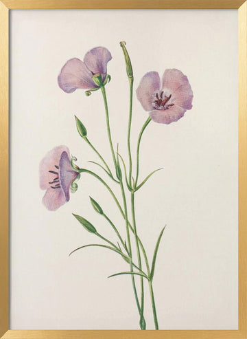 Lilac Mariposa From North American Wildflowers (1925) By Mary Vaux Walcott | Poster - Gold Frame Interior