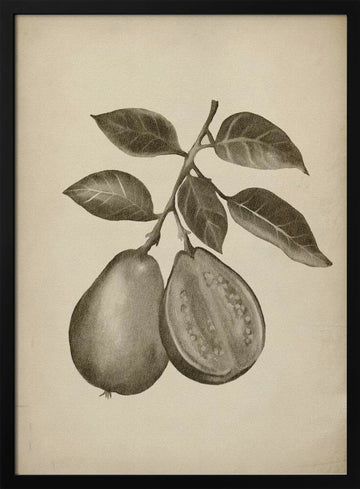 Guava Botanical Study | Poster - Black Metal Frame Interior