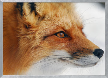 Observant Red Fox | Poster - Silver Frame Interior