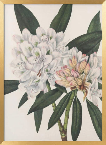 Rosebay Rhododendron From North American Wildflowers (1925) By Mary Vaux Walcott. | Poster - Gold Frame Interior