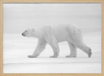 Walking Polar Bear | Poster - Wood Frame Interior