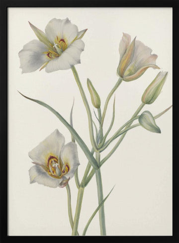 Sego Lily | Poster - Black Metal Frame Interior