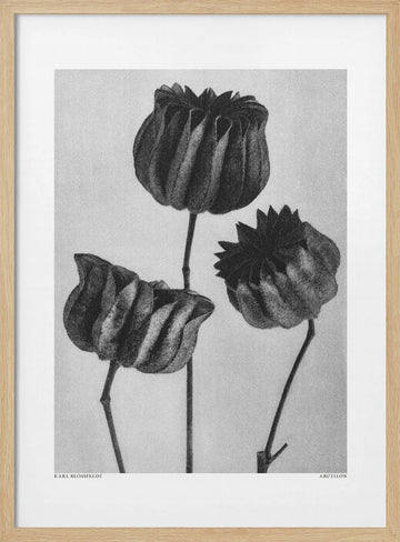 Abutilon (Lime Mallow | Poster - Wood Frame Interior