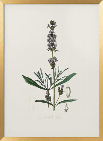 Lavender (lavandula Ipica)  Medical Botany | Poster - Gold Frame Interior