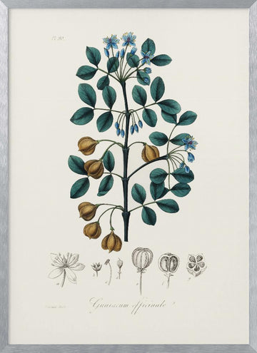 Guaiacwood (guaiacum Officinale) Medical Botany | Poster - Silver Frame Interior