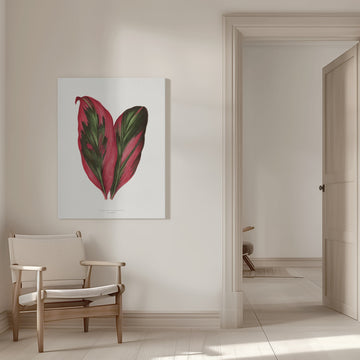 Pink Dracaena Terminalis Leaf Illustration | Canvas - Room Interior 1