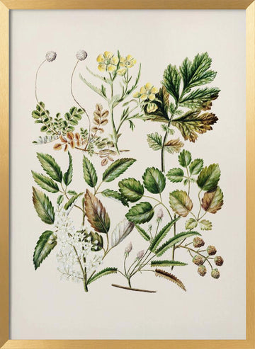 Rubens Australis By Sarah Featon | Poster - Gold Frame Interior