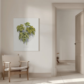 Abutilon Thompsoni Leaf Illustration | Canvas - Room Interior 1