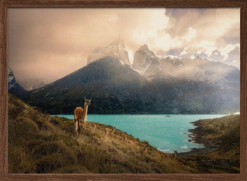 Patagonia Guanaco Peaks | Poster - Walnut Frame Interior