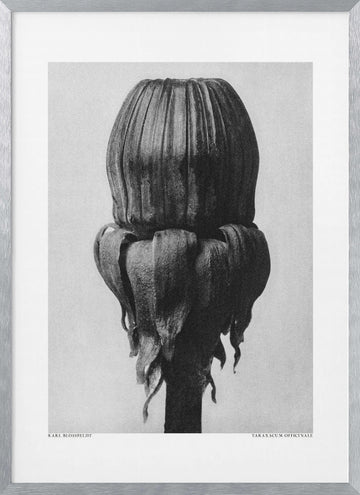 Taraxacum Officinale | Poster - Silver Frame Interior