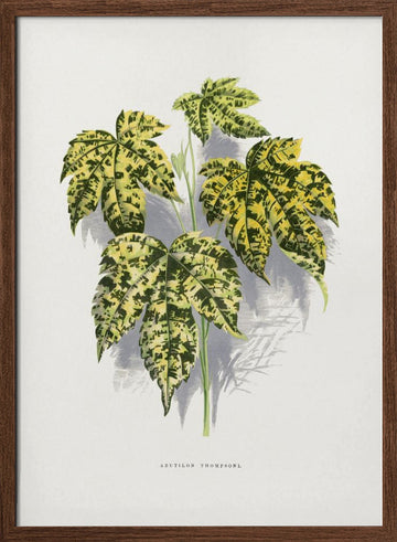 Abutilon Thompsoni Leaf Illustration | Poster - Walnut Frame Interior