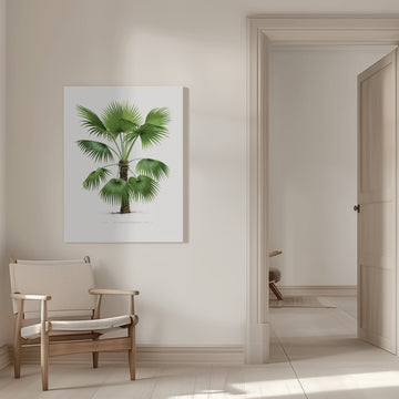 Xxvi Trithrinax B | Canvas - Room Interior 1