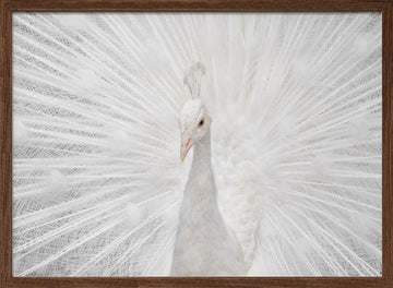 Majestic White Peacock | Poster - Walnut Frame Interior