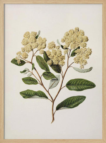 Kumarahou Drawn By Sarah Featon (1848–1927 | Poster - Wood Frame Interior