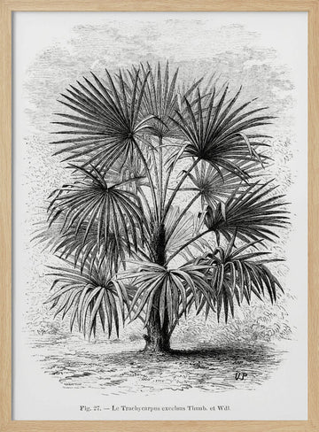 Vintage Palm Tree Drawing Xi | Poster - Wood Frame Interior