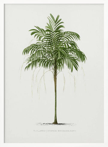 Ii Areca Monostachya | Poster - White Frame Interior