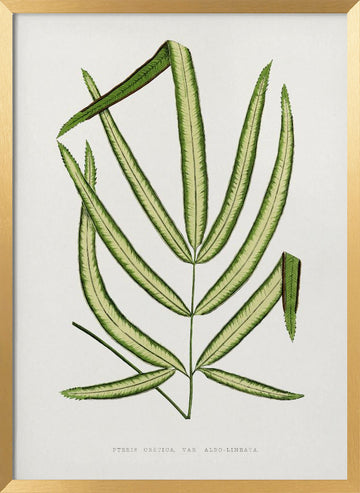 Pteris Cretica Leaf Illustration | Poster - Gold Frame Interior