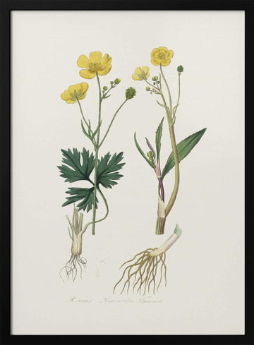Lesser Spearwort (ranunculus Flammula) Medical Botany | Poster - Black Metal Frame Interior