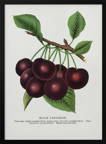 Black Tartarian Cherry Lithograph | Poster - Black Metal Frame Interior