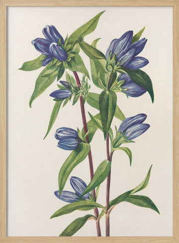 Bottle Gentian From North American Wildflowers (1925) By Mary Vaux Walcott | Poster - Wood Frame Interior