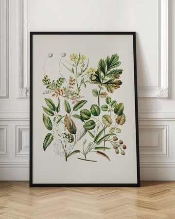 Rubens Australis By Sarah Featon | Poster - Room Interior 1