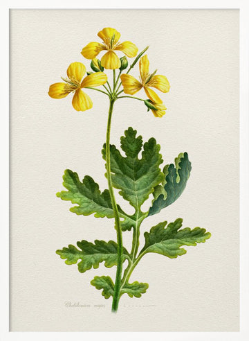 Vintage Celandine Botanical | Poster - White Frame Interior
