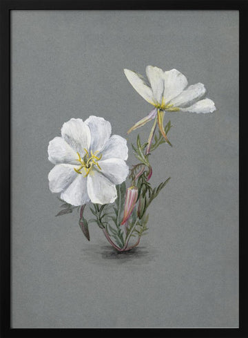 Giant Helleborine (1880) | Poster - Black Metal Frame Interior