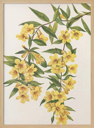 Carolina Jessamine From North American Wildflowers (1925) By Mary Vaux Walcott | Poster - Wood Frame Interior