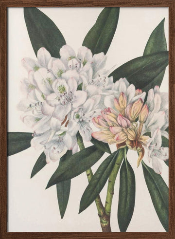 Rosebay Rhododendron From North American Wildflowers (1925) By Mary Vaux Walcott. | Poster - Walnut Frame Interior