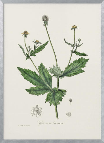 Wood Avens (geum Urbanum)  Medical Botany | Poster - Silver Frame Interior