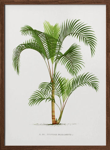 Xvi Hyophorbe I | Poster - Walnut Frame Interior