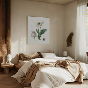 Opium Poppy (papaver Somniferum) Medical Botany | Canvas - Room Interior 2