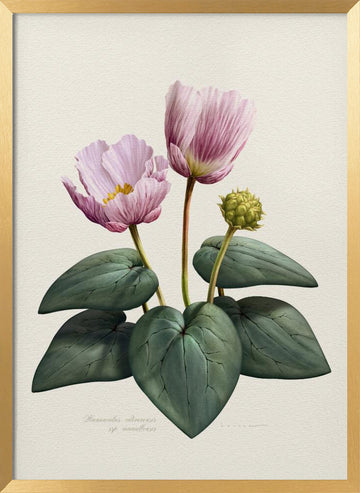 Elegant Pink Botanical Flowers | Poster - Gold Frame Interior